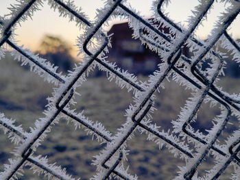 frost