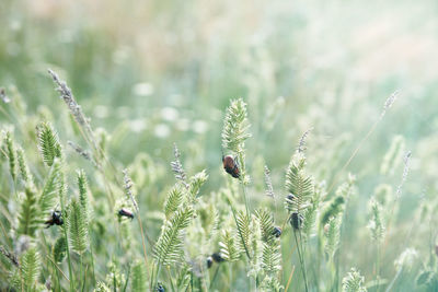 Green grass agropyron with bugs in the steppe of ukraine, summer day, close up