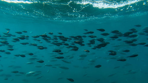 Fish swimming in sea