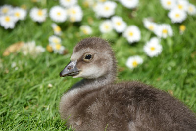 Close-up of ducking on grassy field