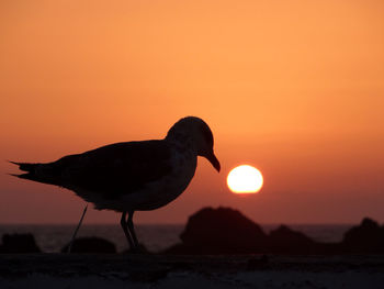 Silhouette bird on beach against sky during sunset