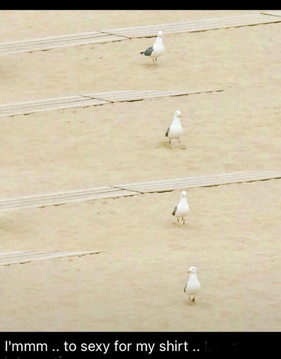 HIGH ANGLE VIEW OF SEAGULLS PERCHING ON THE GROUND