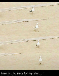 High angle view of seagulls perching