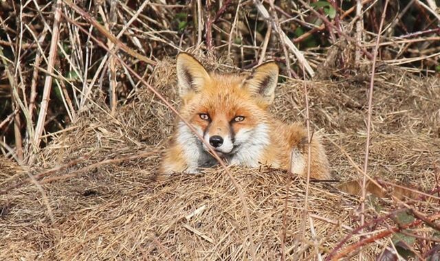 one animal, animal themes, animals in the wild, animal, fox, animal wildlife, mammal, no people, looking at camera, portrait, land, nature, vertebrate, field, day, plant, outdoors, tree, forest, high angle view, animal head