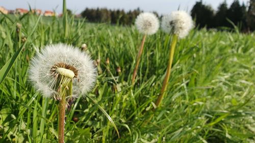 Close-up of dandelion on field