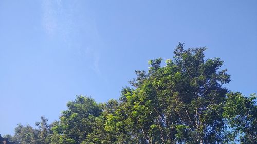 Low angle view of tree against clear blue sky