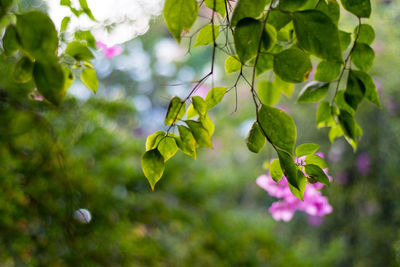 Close-up of green leaves on plant