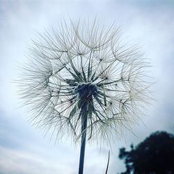 Low angle view of flower against sky