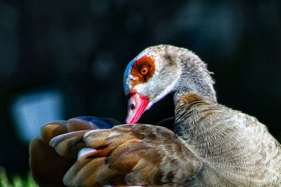 Close-up of bird