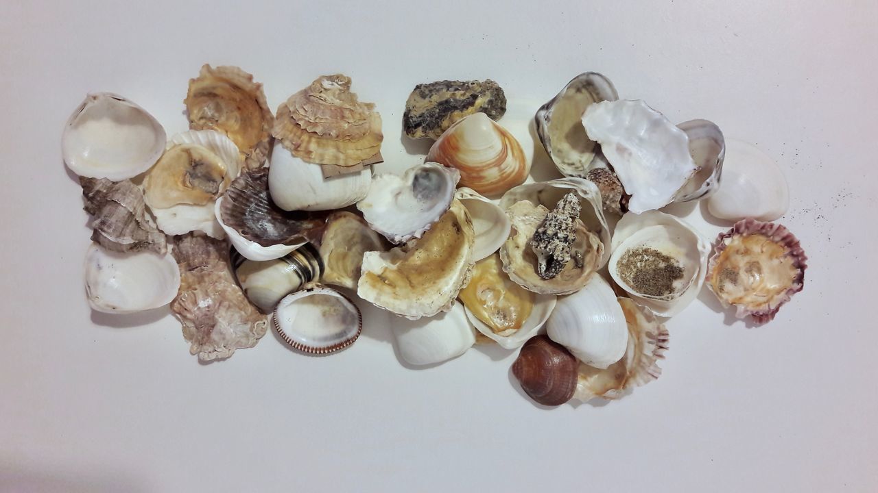 HIGH ANGLE VIEW OF SHELLS