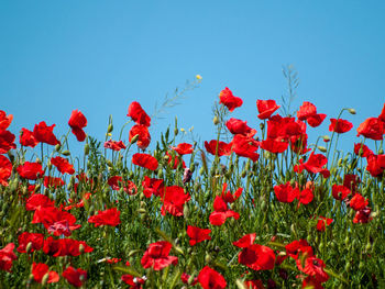 Close-up of red poppies on field against clear blue sky