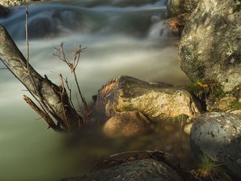 Close-up of rock against plants