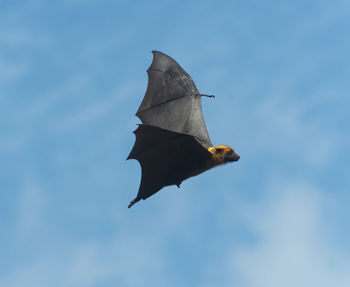 Low angle view of bird flying