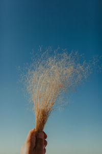 Cropped hand of person holding dry plant against blue sky