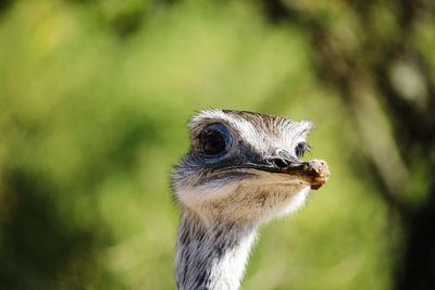 Close-up of a ostrich looking away