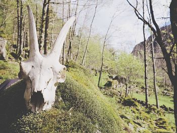 Stream passing through forest