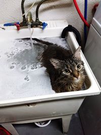 Cat sitting in a bathroom