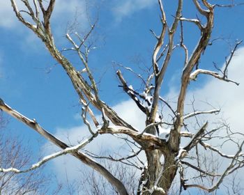 Low angle view of bare trees against sky