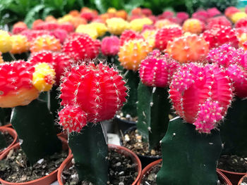 Close-up of succulent plant