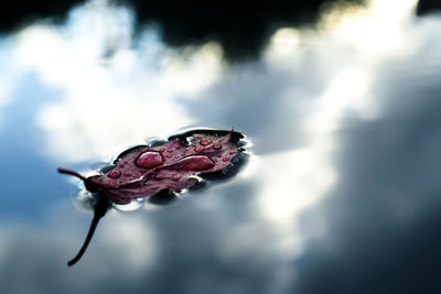 Close-up of wilted rose in water