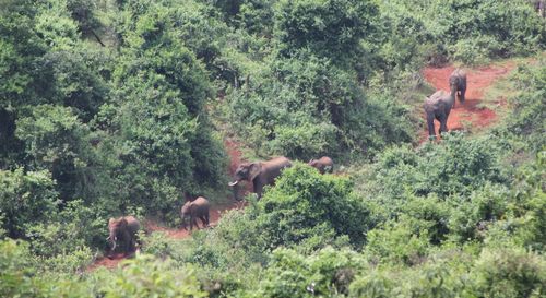 Trees on grassy field