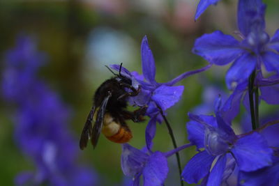 Close-up of bee pollinating on purple flower