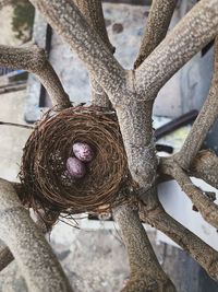 Directly above shot of eggs in nests on tree