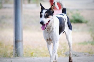 Portrait of a dog running