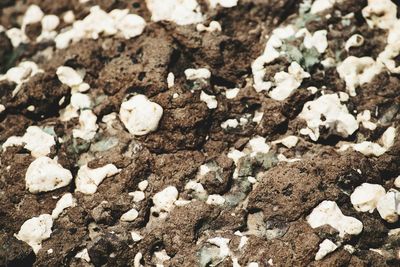 Full frame shot of ice cream