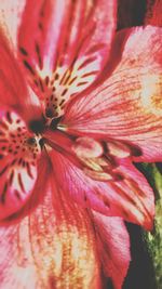 Close-up of pink day lily blooming outdoors