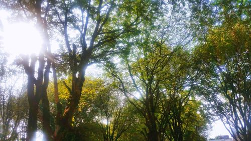 Low angle view of trees in forest