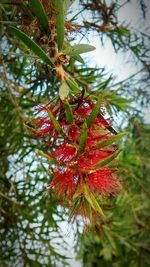 Low angle view of red berries on tree