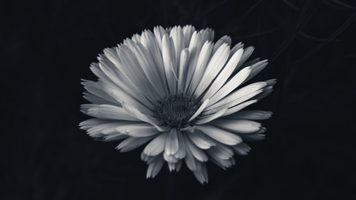 Close-up of white flower against black background