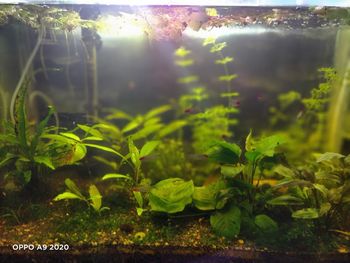 Close-up of plants in aquarium