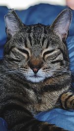 Close-up of a cat sleeping