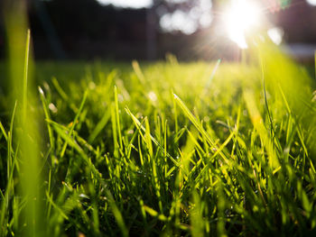 Close-up of grass on field