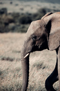 Close-up of elephant on land