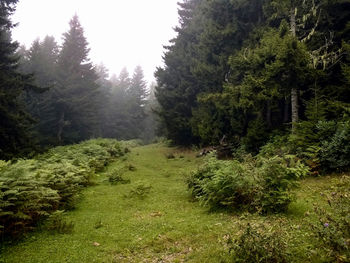 Trees growing in forest