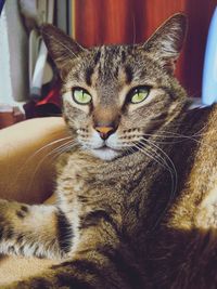 Close-up portrait of a cat