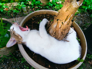 High angle view of a cat