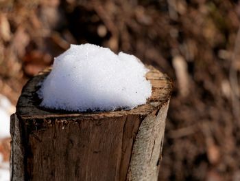 Close-up of snow on leaf during winter