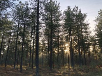 Low angle view of trees in forest against sky