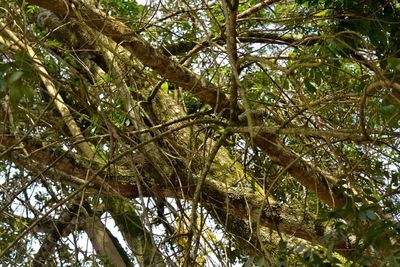 Low angle view of tree