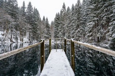 Bridge over river amidst trees