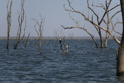 View of birds flying over sea