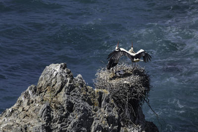 Seagull perching on rock in sea