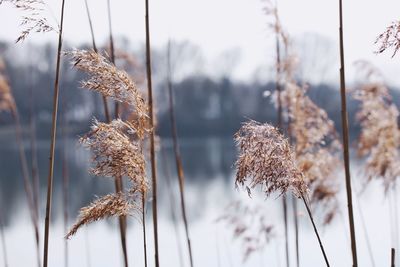 Close-up of dry frozen plants on field