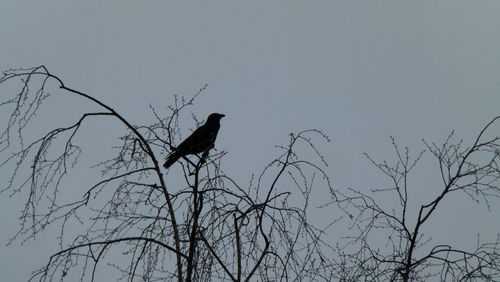 Low angle view of bird perching on bare tree against clear sky