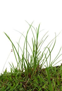 Close-up of grass growing on field against sky