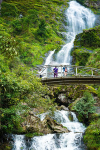 Footbridge against waterfall and lush foliage